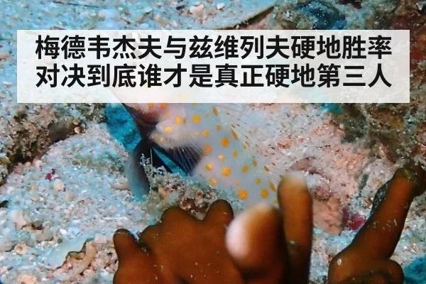 梅德韦杰夫与兹维列夫硬地胜率对决到底谁才是真正硬地第三人